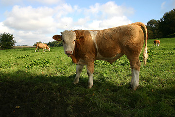 Image showing cow