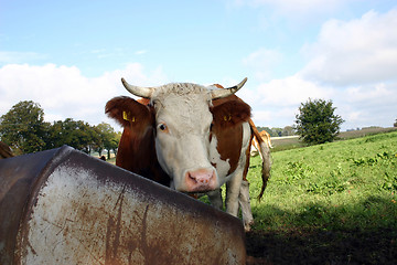 Image showing cow