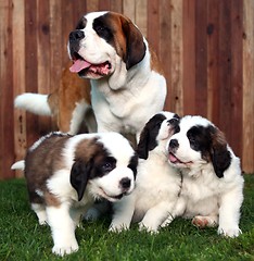 Image showing Adorable Saint Bernard Pups 