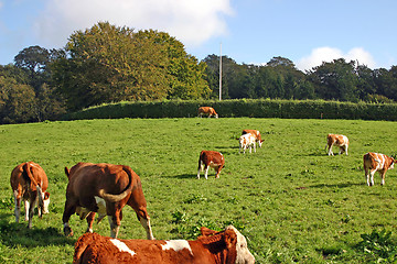 Image showing cow