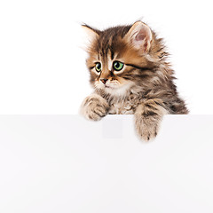 Image showing Kitten with blank