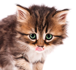 Image showing Cute kitten