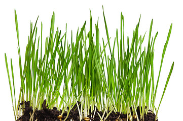 Image showing Wheat grass