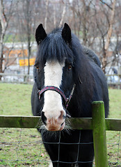 Image showing Horse in a Field