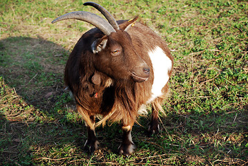 Image showing Large Horned Goat