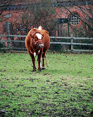 Image showing Cow in a Field