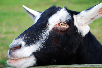 Image showing Black and White Goat