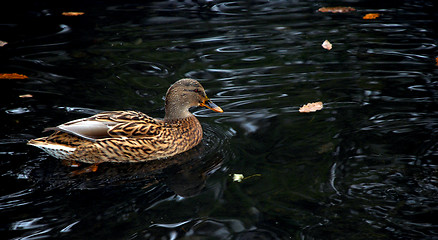 Image showing Female Mallard Duck