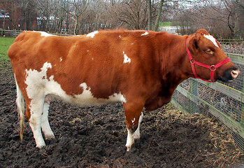 Image showing Female Cow in Mud