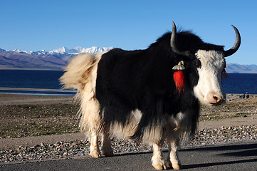 Image showing Tibetan yak at lakeside