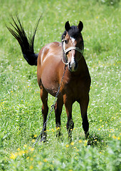 Image showing horse on a background of grass