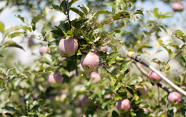 Image showing spraying apples