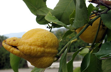 Image showing Weird lemon again