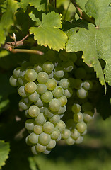 Image showing Wine grapes