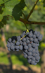 Image showing Wine grapes