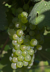 Image showing Wine grapes