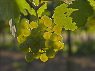 Image showing Wine grapes