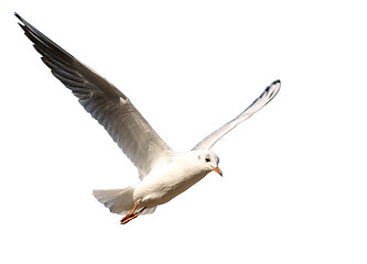 Image showing Seagull isolated