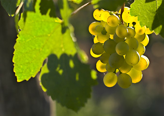 Image showing Wine grapes