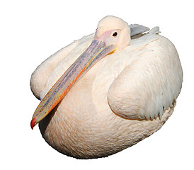 Image showing Pelican isolated