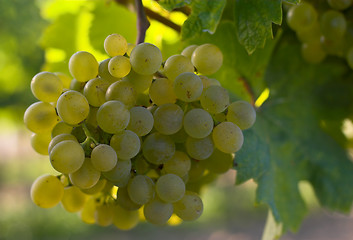 Image showing Wine grapes