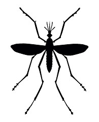 Image showing Mosquito