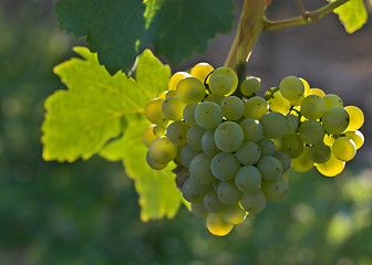 Image showing Wine grapes