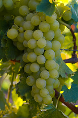 Image showing Wine grapes