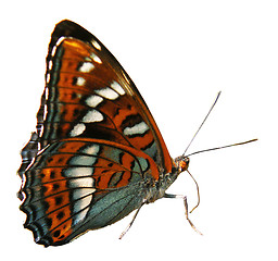 Image showing Butterfly isolated