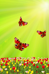 Image showing spring tulips and butterflies on the green against the sun