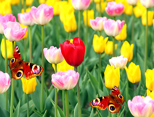 Image showing spring tulips