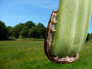 Image showing Caterpillar On Leaf With Countryside Background