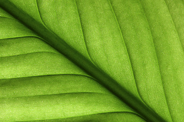 Image showing Green leaf