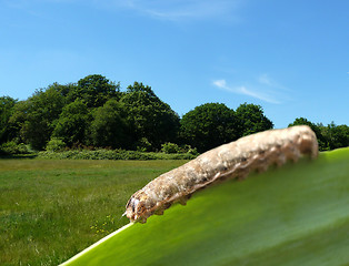 Image showing Caterpillar On Leaf With Countryside Background