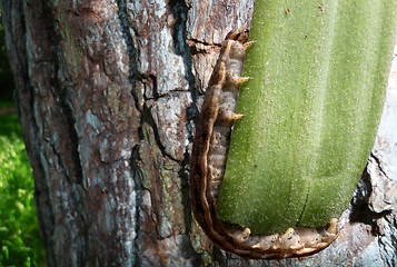 Image showing Caterpillar On Leaf With Countryside Background