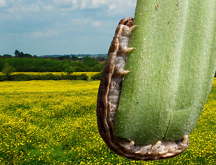 Image showing Caterpillar On Leaf With Countryside Background