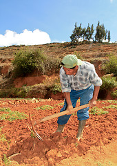 Image showing Carrot Harvest. Peru