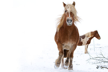 Image showing Horse in snow
