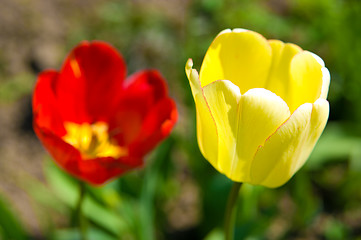 Image showing tulips