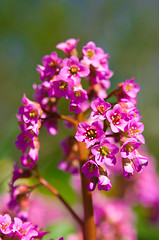 Image showing spring flower