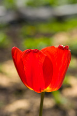 Image showing red tulip