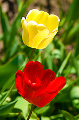 Image showing tulips