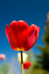 Image showing red tulip