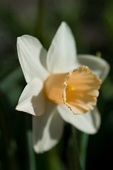 Image showing Daffodil