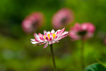 Image showing beautiful dog-daisy