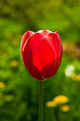 Image showing red tulip