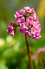 Image showing spring flower