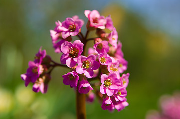 Image showing spring flower