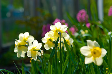 Image showing Daffodil