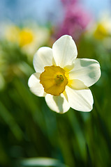 Image showing Daffodil